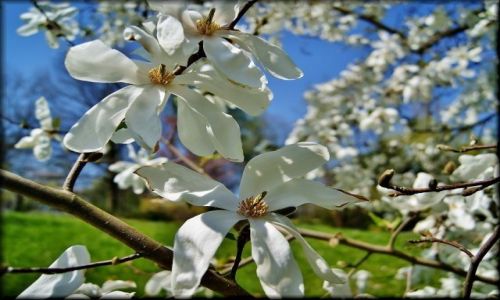 Zdjecie POLSKA / lubelszczyzna / Ogrd Botaniczny / Magnoliowo w Botaniku