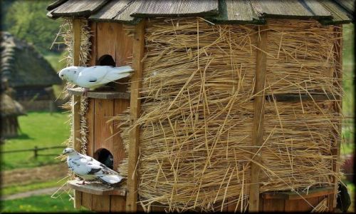 Zdjecie POLSKA / lubelszczyzna / skansen / Wiosna w skansenie
