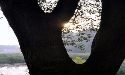 Zdjecie POLSKA / - / Gliwice / Natura