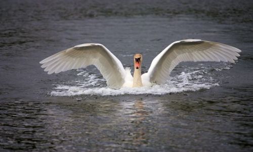 Zdjecie POLSKA / Mazury / Naterki / hamowanie..