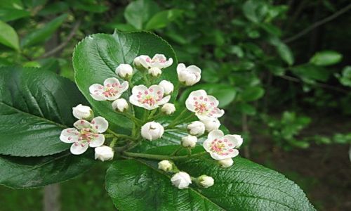 Zdjecie POLSKA / lsk / ogrdek / Wiosenne kwiaty- kwitnca aronia