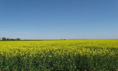 Zdjecie POLSKA / opolszczyzna / okolice Gogwka / Wiosenne kolory