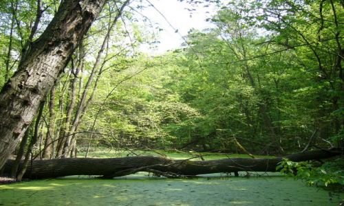 Zdjęcie POLSKA / Mazowsze / Puszcza Kampinoska / Majowe barwy