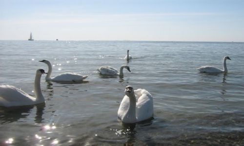 Zdjecie POLSKA / Gdynia / . / abdzie nad Batykiem