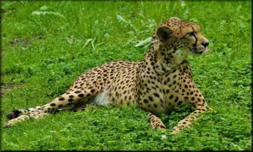 Zdjecie POLSKA / mazowsze / Warszawa - Ogrd Zoologiczny / Koty warszawskiego ZOO