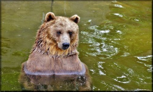Zdjecie POLSKA / mazowsze / Warszawa - Ogrd Zoologiczny / Uff... gorco... czyli kpiel misia