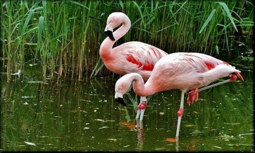 Zdjecie POLSKA / mazowsze / Warszawa - Ogrd Zoologiczny / Dugonogie piknoci