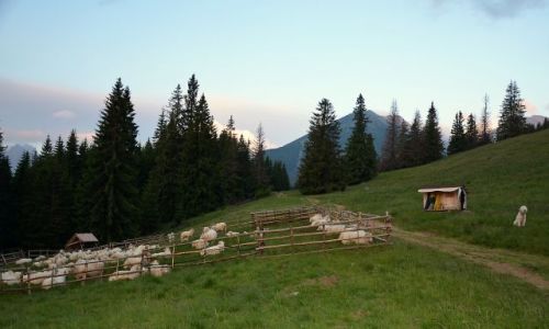Zdjecie POLSKA / Tatry / Pod Rusinow Polana / Tatrzaskie pejzae