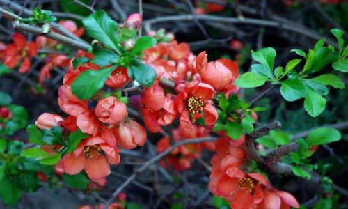 Zdjęcie POLSKA / Mazowsze / Warszawa, Bemowo / Pigwa