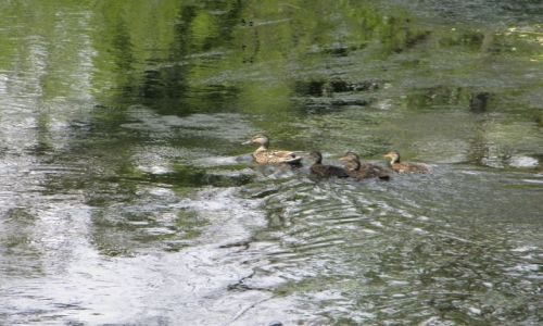 Zdjcie POLSKA / Okolice elazowej Woli (Mazowiecki) / Puszcza Kampinowska / Rzeka Utrata