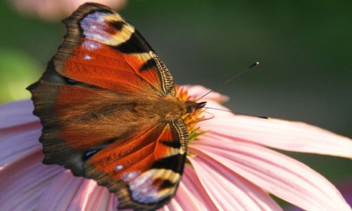 Zdjecie POLSKA / Podkarpackie, Rzeszw / wilcza / Motyl