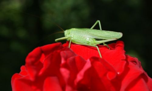 Zdjęcie POLSKA / Lubelskie / W ogrodzie mojej babci / Świerszcz