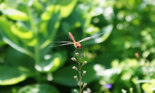 Zdjęcie POLSKA / Lubelskie / W ogrodzie mojej babci / Ważka
