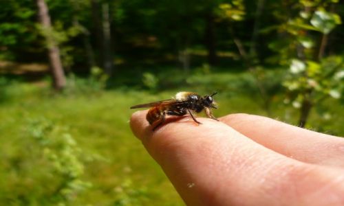 Zdjęcie POLSKA / mazury    / Rezerwat