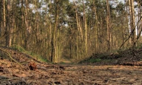 Zdjecie POLSKA / w.opolskie / nizina śląska / trasa rowerowa