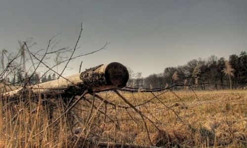 Zdjęcie POLSKA / w.opolskie / nizina śląska / olbrzym 2