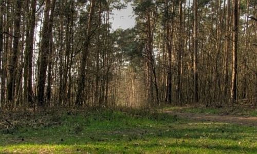 Zdjęcie POLSKA / w.opolskie / nizina śląska / ścieżka w lesie