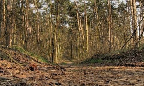 Zdjecie POLSKA / w.opolskie / nizina śląska / trasa rowerowa