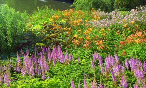 Zdjęcie POLSKA / Mazowsze, Warszawa / Łazienki królewskie / Kwiaty w Łazienkach.