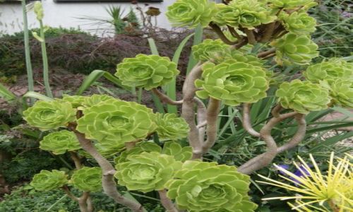 Zdjecie POLSKA / Dolnolskie / Mj ogrd / Aeonium