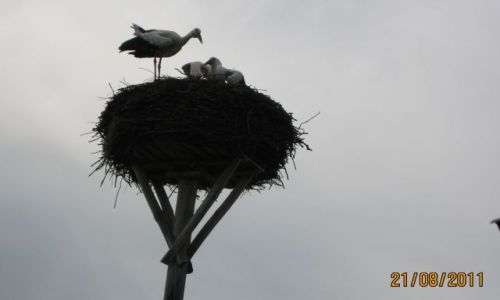 Zdjęcie POLSKA / - / Bociany / Kresy