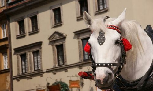 Zdjecie POLSKA / Warszawa / Starwka / Warszawski ko ;)