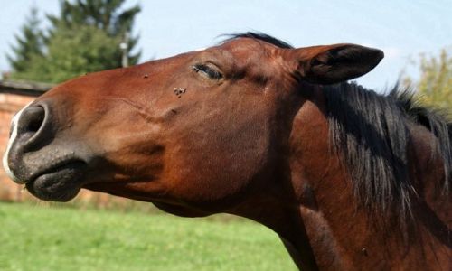 Zdjęcie POLSKA / Podkarpacie / oklice Rzeszowa / Jaki jestem, każdy widzi.