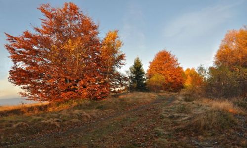 Zdjecie POLSKA / lskie / Beskid ywiecki / jesie w Beskidach