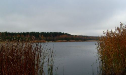 Zdjecie POLSKA / Wielkopolska / Bogdaw / Jezioro w Bogdaowie