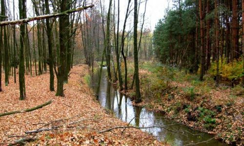Zdjecie POLSKA / Wielkopolska / Bogdaw / Strumie