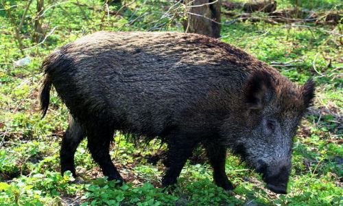 Zdjecie POLSKA / - / Krynica Morska / Dzik