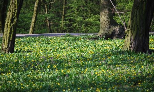 Zdjęcie POLSKA / Wielkopolska / Stare Forty / Kaczeńce