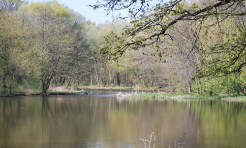 Zdjecie POLSKA / Wielkopolska / Las Dbina / Jezioro na wiosne