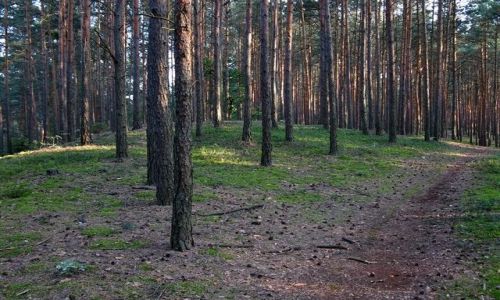 Zdjęcie POLSKA / Mazowsze / Puszcza Osiecka / Łuczna Góra