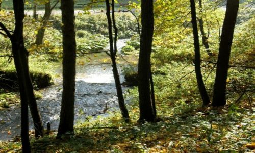 Zdjęcie POLSKA / Małopolska / Ojcowski Park Narodowy / Dolina Prądnika