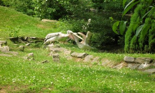 Zdjecie POLSKA / Chorzow / Zoo / Karmienie