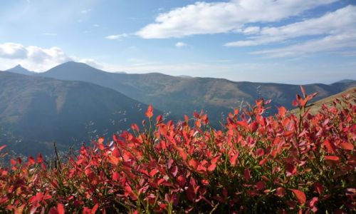 Zdjecie POLSKA / Tatry Zachodnie / .. / czerwona borowina