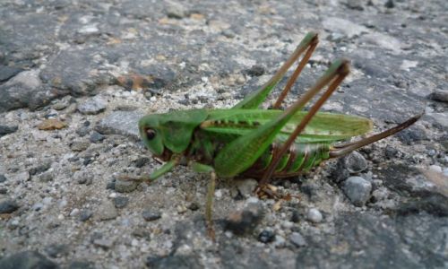 Zdjęcie POLSKA / ok Rycerki / .. / konik...