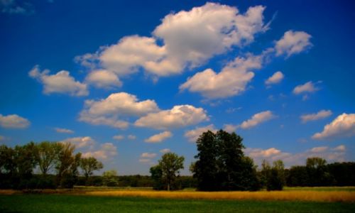 Zdjcie POLSKA / mazowsze / za lasem / ka