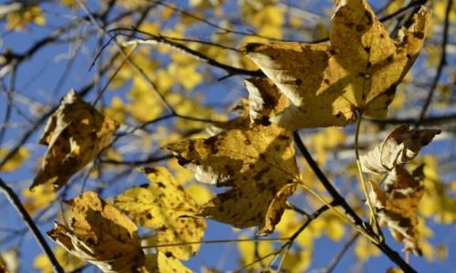 Zdjęcie POLSKA / Beskidy / Wapienica / Barwy jesieni