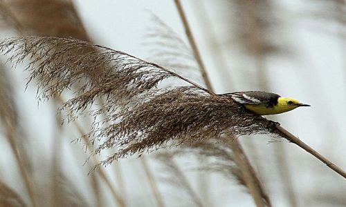 Zdjecie POLSKA / - / pola irygacyjne Wrocaw / pliszka cytrynowa