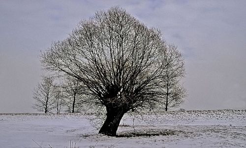 Zdjecie POLSKA / - / Gdzie na Bugiem / Drzewo zim