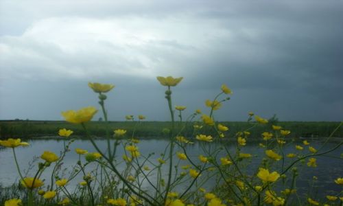 Zdjecie POLSKA / Mazury / Mazury / kwiatki