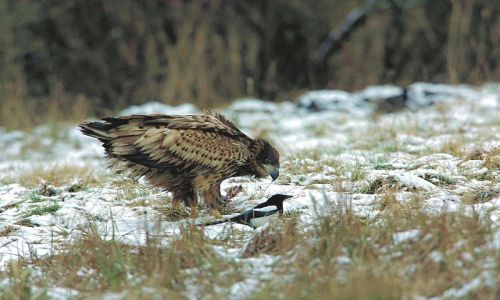 Zdjecie POLSKA / - / okolica Kutna / przyjaciele