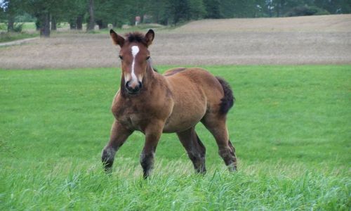 Zdjecie POLSKA / Mazury / Mazury / Konik
