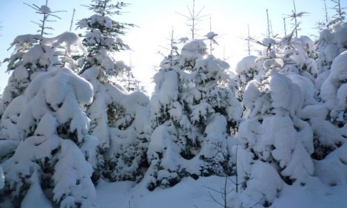 Zdjecie POLSKA / Beskid Maly / ,, / w drodze na leskowiec