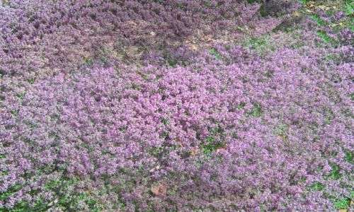 Zdjcie POLSKA / Jura / Kostkowice / polskie wrzosy