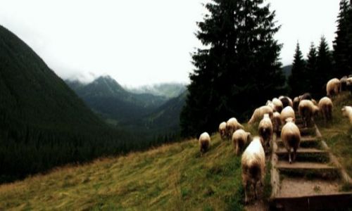 Zdjecie POLSKA / - / Tatry / Dolina Chochoowska