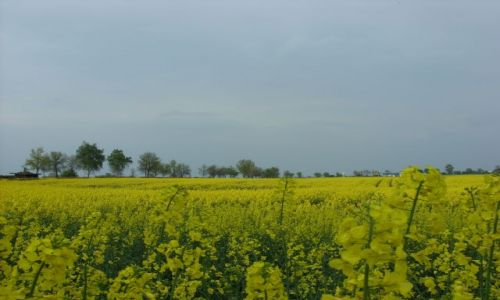 Zdjęcie POLSKA / Wielkopolska / okolice Gniezna / Kwitnący rzepak