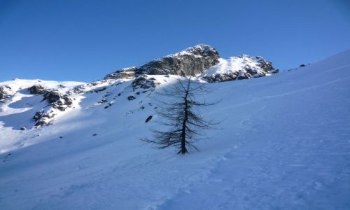 Zdjecie POLSKA / ,, / .. / Tatry zim i samotne drzewo